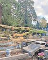 Family's distress over delay removing fallen tree from gravestones Family's distress over delay removing fallen tree from gravestones6