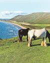National Trust threat to remove grazing horses from Rhossili National Trust threat to remove grazing horses from Rhossili3