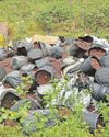 Remains of cannabis farm found dumped in forest beauty spot2