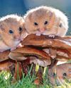 Dormice blamed for delays to road repair Dormice blamed for delays to road repair