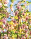 Currant affairs Currant affairs