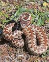 Snake bite warning to dog owners Snake bite warning to dog owners