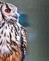 Pensioners who devote life to owls 'devastated' after their sanctuary ruined by vandals Pensioners who devote life to owls 'devastated' after their sanctuary ruined by vandals