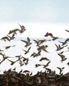 Ecosystems 'decimated' by catalogue of wildfires Ecosystems 'decimated' by catalogue of wildfires