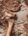 Skeleton discovered as dig discloses Iron Age secrets Skeleton discovered as dig discloses Iron Age secrets