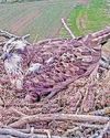 Ospreys' egg marks a major milestone Ospreys' egg marks a major milestone