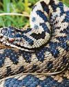 Adders seen on the coast