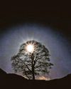 Friends went on 'moronic mission' to fell tree – court Friends went on 'moronic mission' to fell tree – court