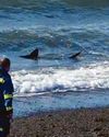 'Mini Jaws' spotted swimming in the sea off town's beach 'Mini Jaws' spotted swimming in the sea off town's beach