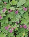 GERANIUM MANIA28