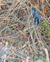 Dog waste bags hang in bushes 'like decorations'17