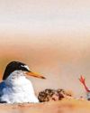 Billion-pound pipe goes ‘trenchless’ to safeguard beach – and a little bird4