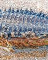 Mysterious marine 'mouse' on beach baffles dog walker27