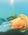 Expect more giant jellyfish as our waters get warmer37