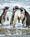 Uni expert puts penguins on tag in rescue project22