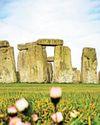 Secret in cow's tooth reveals link between Stonehenge and Wales Secret in cow's tooth reveals link between Stonehenge and Wales2
