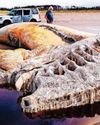 Giant sea creature found on beach is fin whale – researchers Giant sea creature found on beach is fin whale – researchers6
