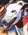 Bill is introduced to ban Wales greyhound racing2