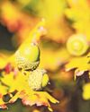 Farmer's nightmare as acorns kill 35 of his flock Farmer's nightmare as acorns kill 35 of his flock1