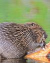 'Dam good': Beavers to become native species2