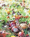 Autumn signals abundant acorns, conkers and berries Autumn signals abundant acorns, conkers and berries1