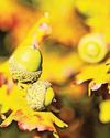 GREEN SCENE35