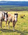 Feral ponies pictured by drones23