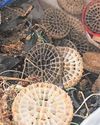 Huge clean-up as plastic discs are washed ashore6