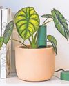 GREEN SCENE37