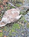 Dead swans at Welsh lake spark probe after multiple bird fatalities Dead swans at Welsh lake spark probe after multiple bird fatalities3