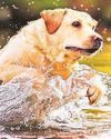 Dogs may be adding to river pollution18