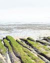 Low tides uncover echoes of a prehistoric landscape on sand19
