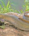 Protection for endangered eels proves a slippery topic at talks26