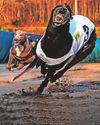 Future uncertain after 'devastating' ban on racing greyhounds1