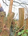 Western Mail