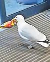Cheeky seagull swipes snacks in supermarket heist19