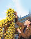 Daffodils offer poignant pick-me-up for runners1