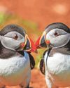 Puffin numbers 'hit a record high' on island2