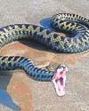 Warning after dog’s suspected adder bite death14