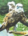 Sadness at death of osprey brood5