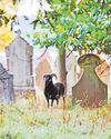 Let's keep the sheep! Graveyard shift animals set to stay Let's keep the sheep! Graveyard shift animals set to stay2