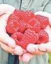 Berries a whole lot sweeter this year Berries a whole lot sweeter this year19