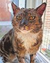 CAT WITH MYSTERY BURNS SPARKS RSPCA APPEAL10