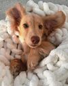 OWNER'S WARNING AFTER PUP CHEATS DEATH FROM STING OWNER'S WARNING AFTER PUP CHEATS DEATH FROM STING