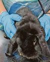 PET OWNER BANNED AFTER RABBITS TAKEN BY RSPCA PET OWNER BANNED AFTER RABBITS TAKEN BY RSPCA