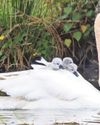 ALL FOR SWAN AND SWAN FOR ALL! ALL FOR SWAN AND SWAN FOR ALL!