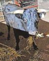 Escaped bull begins new life at animal sanctuary7