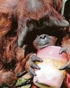 Zoo gets £18m to carry on its conservation Sunday Mercury