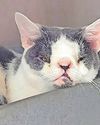 POOR ABANDONED CAT FINALLY FINDS HIS PAW-FECT HOME2