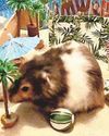 BELOVED PET SPUD IS A SCREEN HAMSTAR BELOVED PET SPUD IS A SCREEN HAMSTAR2